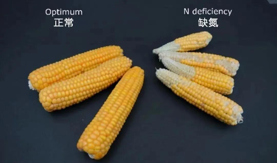 玉米施肥老三样好还是复合肥好