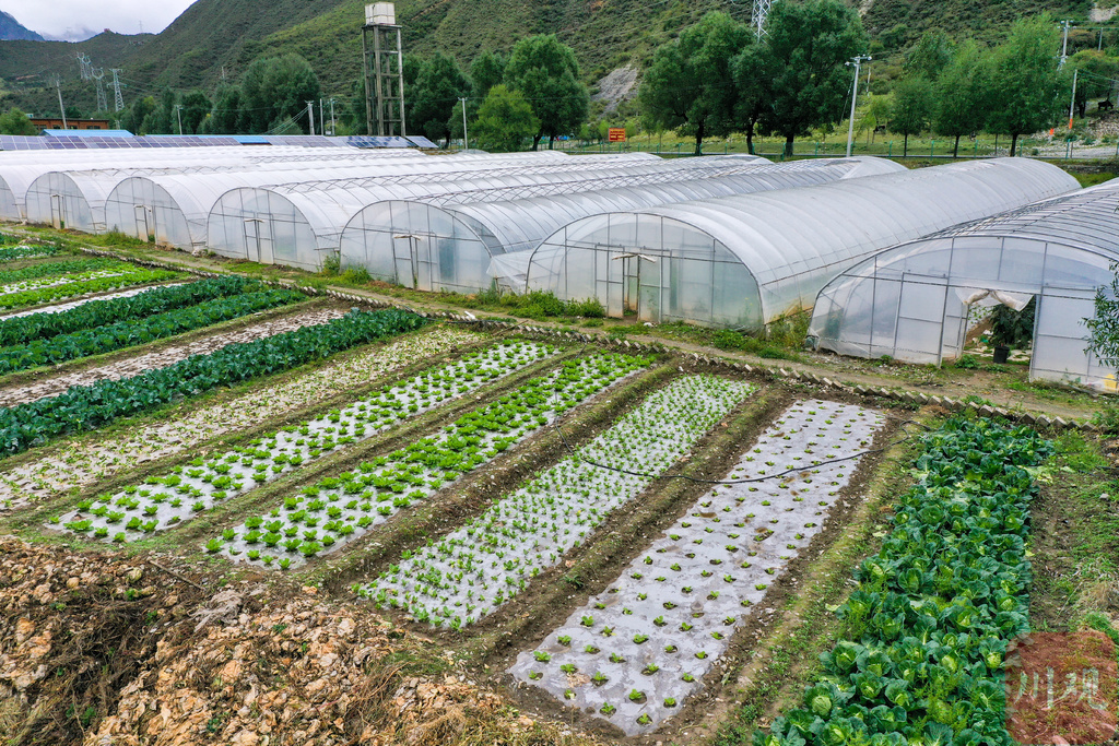 蔬菜大棚种出乡村振兴好前景