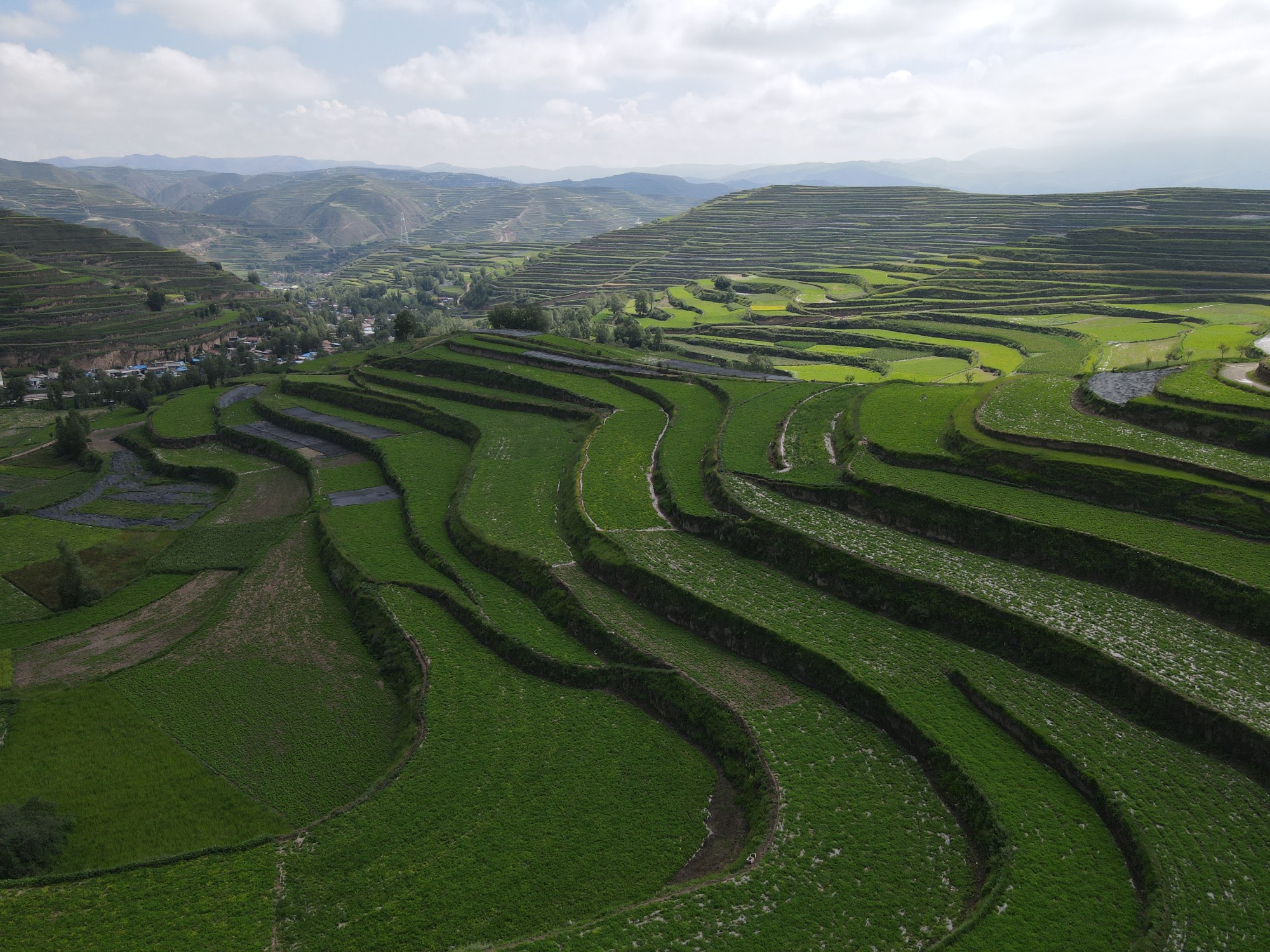 宕昌: 拉路梁上药飘香 富民强县产业旺_陇南市人民政府